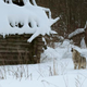 Image for article titled Nature - “Radioactive Wolves”